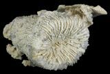 Jurassic Coral Colony (Thecosmilia) Fossil - Germany #157301-1